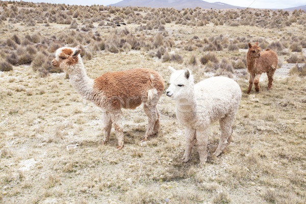 Stock photo: lamas 