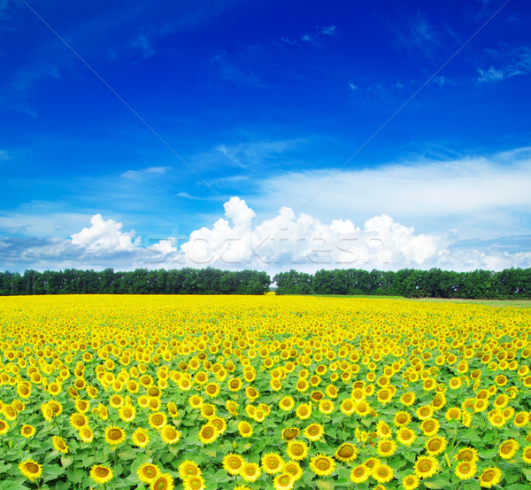 Słonecznika dziedzinie mętny Błękitne niebo kwiat gospodarstwa Zdjęcia stock © Pakhnyushchyy
