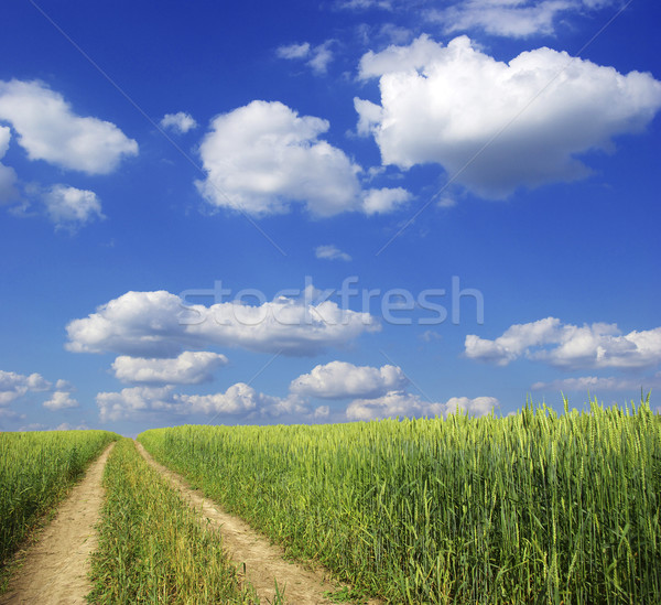 Dziedzinie Błękitne niebo wiosną trawy charakter trawnik Zdjęcia stock © Pakhnyushchyy