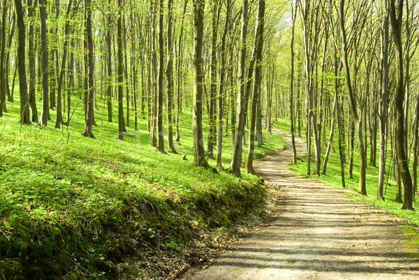  forest   Stock photo © Pakhnyushchyy