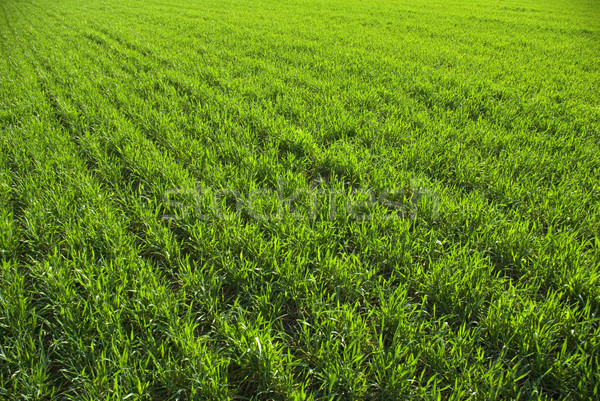 Pelouse belle vert jardin été [[stock_photo]] © Pakhnyushchyy