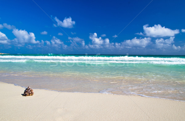 Praia concha oceano céu areia relaxar Foto stock © Pakhnyushchyy