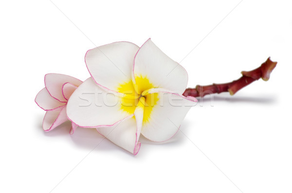 flower frangipani  Stock photo © Pakhnyushchyy