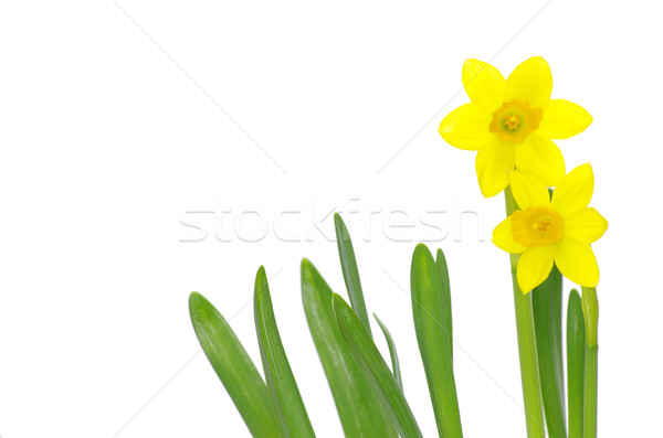 Yellow narcissus  Stock photo © Pakhnyushchyy
