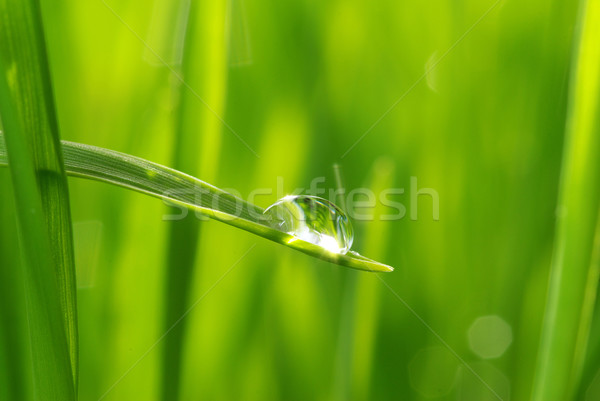  drop on grass  Stock photo © Pakhnyushchyy