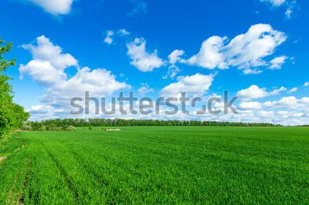 Câmp Blue Sky primăvară iarbă verde nor Imagine de stoc © Pakhnyushchyy