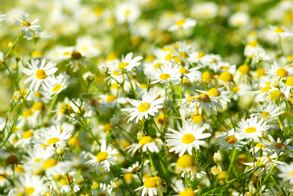 Camomilla fiori fioritura selvatico campo erba Foto d'archivio © Pakhnyushchyy