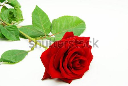Güller atış kırmızı gül sevmek güzellik Stok fotoğraf © Pakhnyushchyy