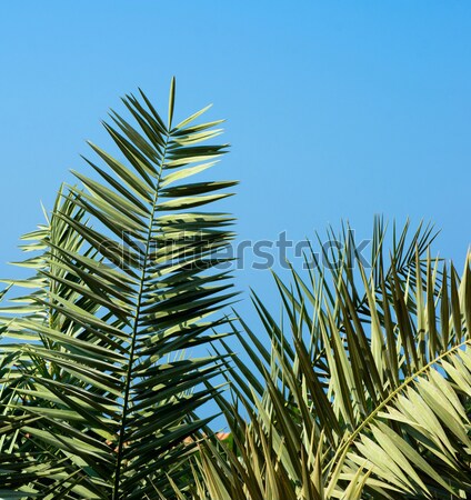 Stockfoto: Palmboom · groene · blauwe · hemel · boom · zee · blad