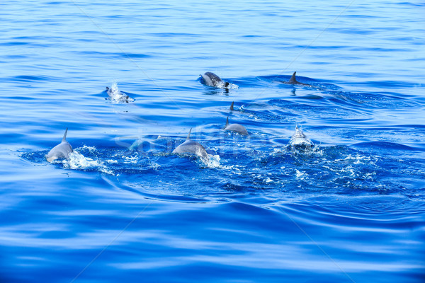 Delphine glücklich Wasser Meer blau Mund Stock foto © Pakhnyushchyy