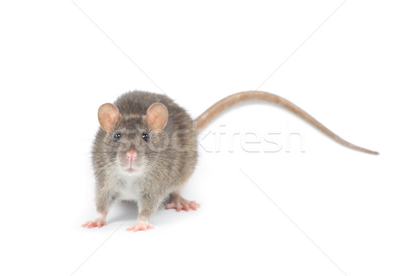 крыса изолированный белый носа домашние Cute Сток-фото © Pakhnyushchyy