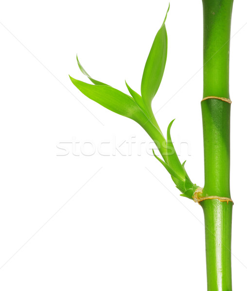 Stockfoto: Groene · bamboe · geïsoleerd · witte · blad · plant