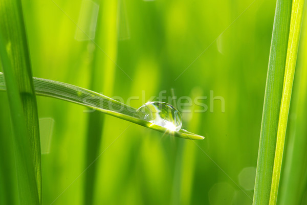  drop on grass  Stock photo © Pakhnyushchyy