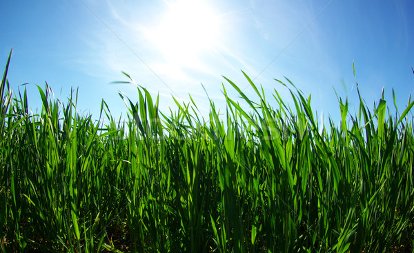 green lawn  Stock photo © Pakhnyushchyy