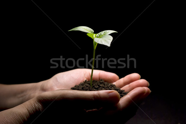 Manos árbol joven suelo mano luz Foto stock © Pakhnyushchyy