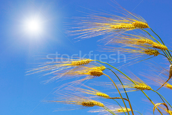 wheat Stock photo © Pakhnyushchyy