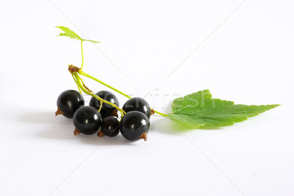 Ribes ramo nero frutti isolato bianco Foto d'archivio © Pakhnyushchyy