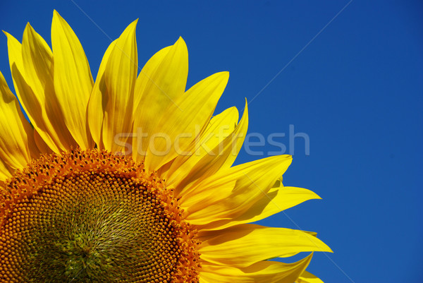 sunflower Stock photo © Pakhnyushchyy