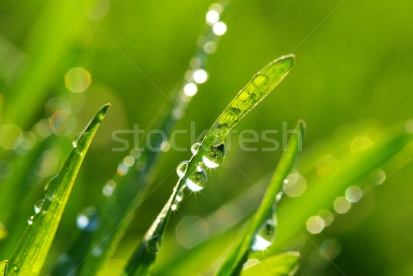  grass  Stock photo © Pakhnyushchyy