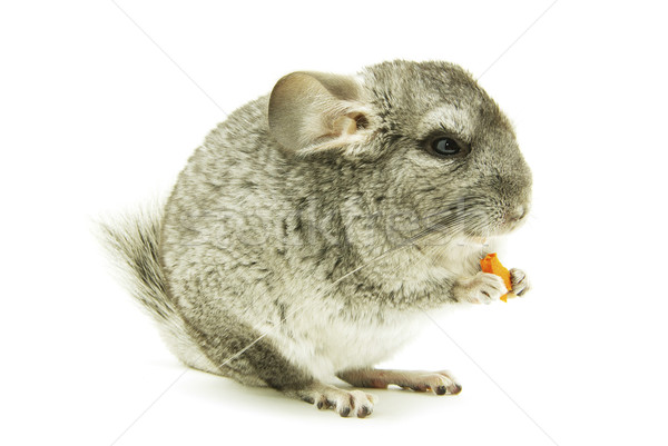 Stockfoto: Chinchilla · grijs · geïsoleerd · witte · vriend · huisdier