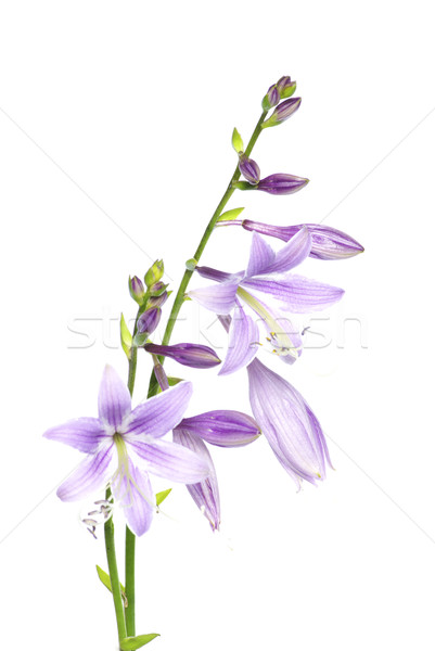 Pourpre fleurs blanche fond usine croissance [[stock_photo]] © Pakhnyushchyy