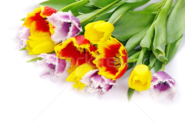 Tulpen Bouquet weiß Ostern Frühling Natur Stock foto © Pakhnyushchyy