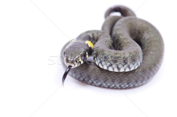 snake  Stock photo © Pakhnyushchyy
