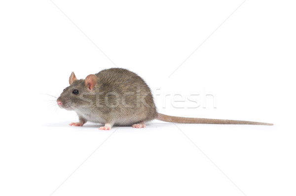 Rat isolé blanche nez animaux de compagnie cute Photo stock © Pakhnyushchyy