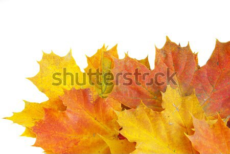 autumn maple leafs Stock photo © Pakhnyushchyy
