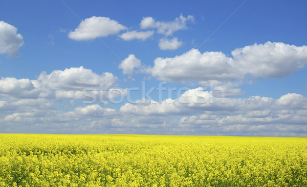 Viol domaine nuages ciel printemps herbe Photo stock © Pakhnyushchyy