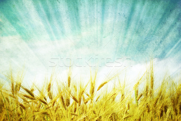 wheat ears  Stock photo © Pakhnyushchyy