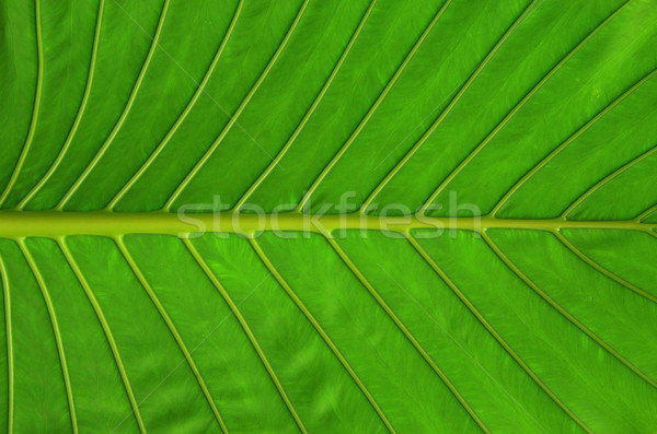 Yeşil yaprak doku bitki ağaç çim Stok fotoğraf © Pakhnyushchyy