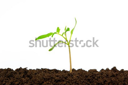 green plant Stock photo © Pakhnyushchyy