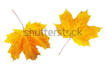 Outono maple leaf isolado branco laranja texturas Foto stock © Pakhnyushchyy