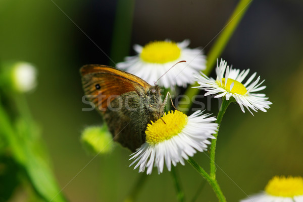  butterfly  Stock photo © Pakhnyushchyy