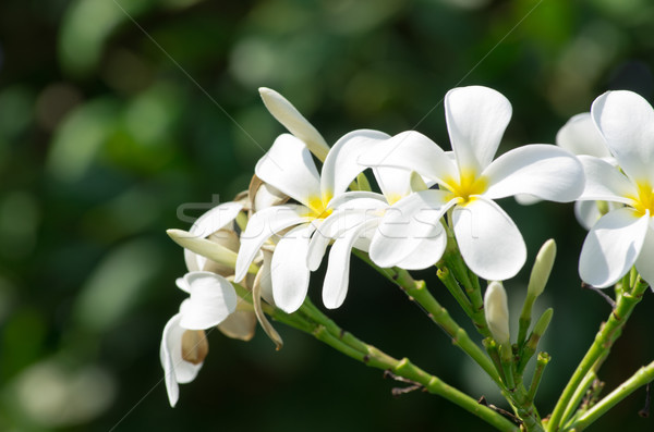 Stok fotoğraf: çiçekler · beyaz · yeşil · doğa · tropikal
