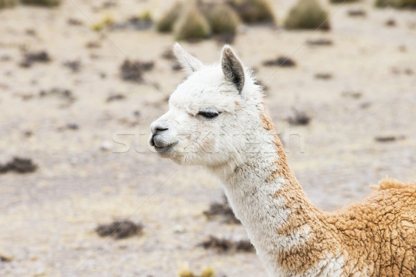 lamas in Andes,Mountains, Peru Stock photo © Pakhnyushchyy