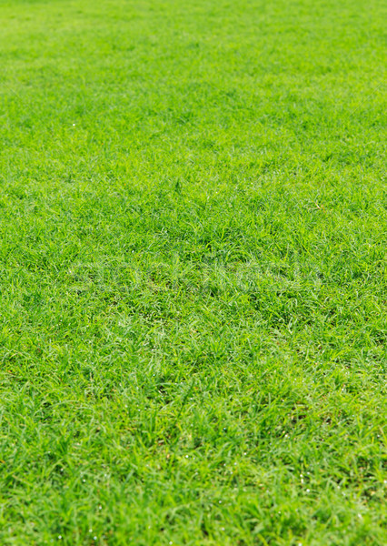 grass texture from a field Stock photo © Pakhnyushchyy