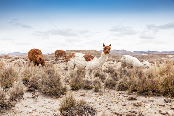 lamas in Andes,Mountains, Peru Stock photo © Pakhnyushchyy