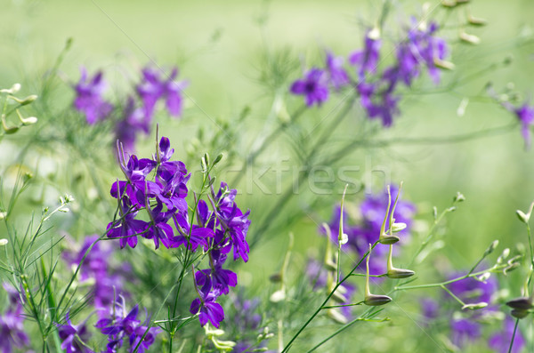 Сток-фото: цветок · синий · весенний · цветок · области · лес · саду