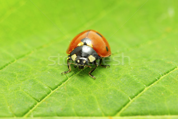 Rouge coccinelle herbe verte isolé blanche printemps [[stock_photo]] © Pakhnyushchyy