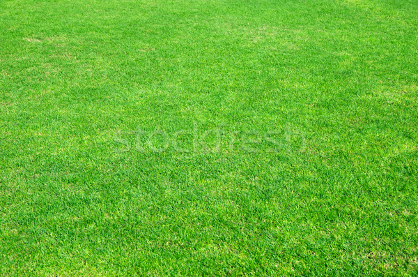 Сток-фото: зеленая · трава · изображение · свежие · весны · трава