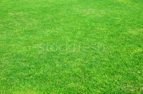  green grass Stock photo © Pakhnyushchyy