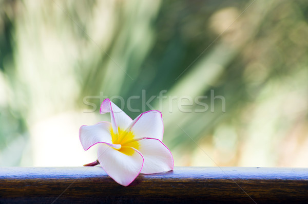frangipani flowers Stock photo © Pakhnyushchyy