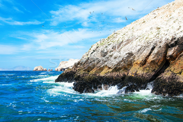 Birds in Ballestas Island (Paracas/Pisco, Peru) Stock photo © Pakhnyushchyy