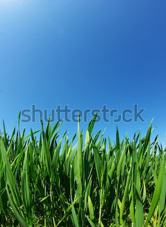  lawn on sky Stock photo © Pakhnyushchyy