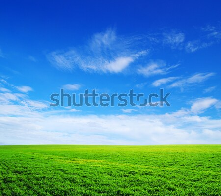 Câmp Blue Sky primăvară iarbă natură peluză Imagine de stoc © Pakhnyushchyy