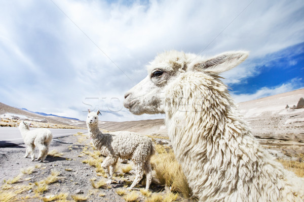 lamas  Stock photo © Pakhnyushchyy