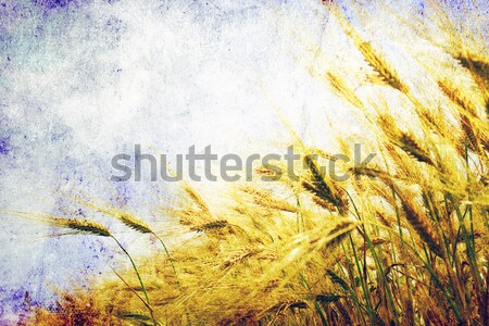 wheat  field Stock photo © Pakhnyushchyy