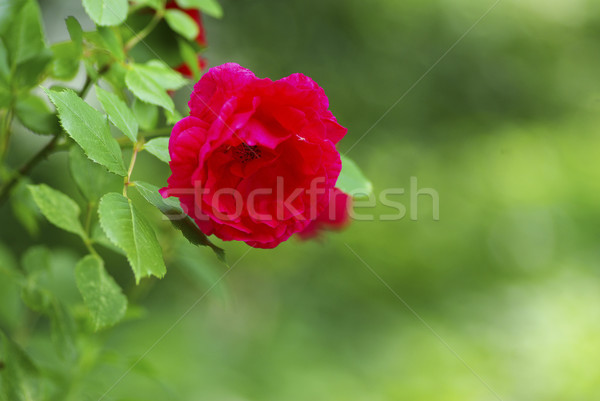 Stock photo:  red rose   